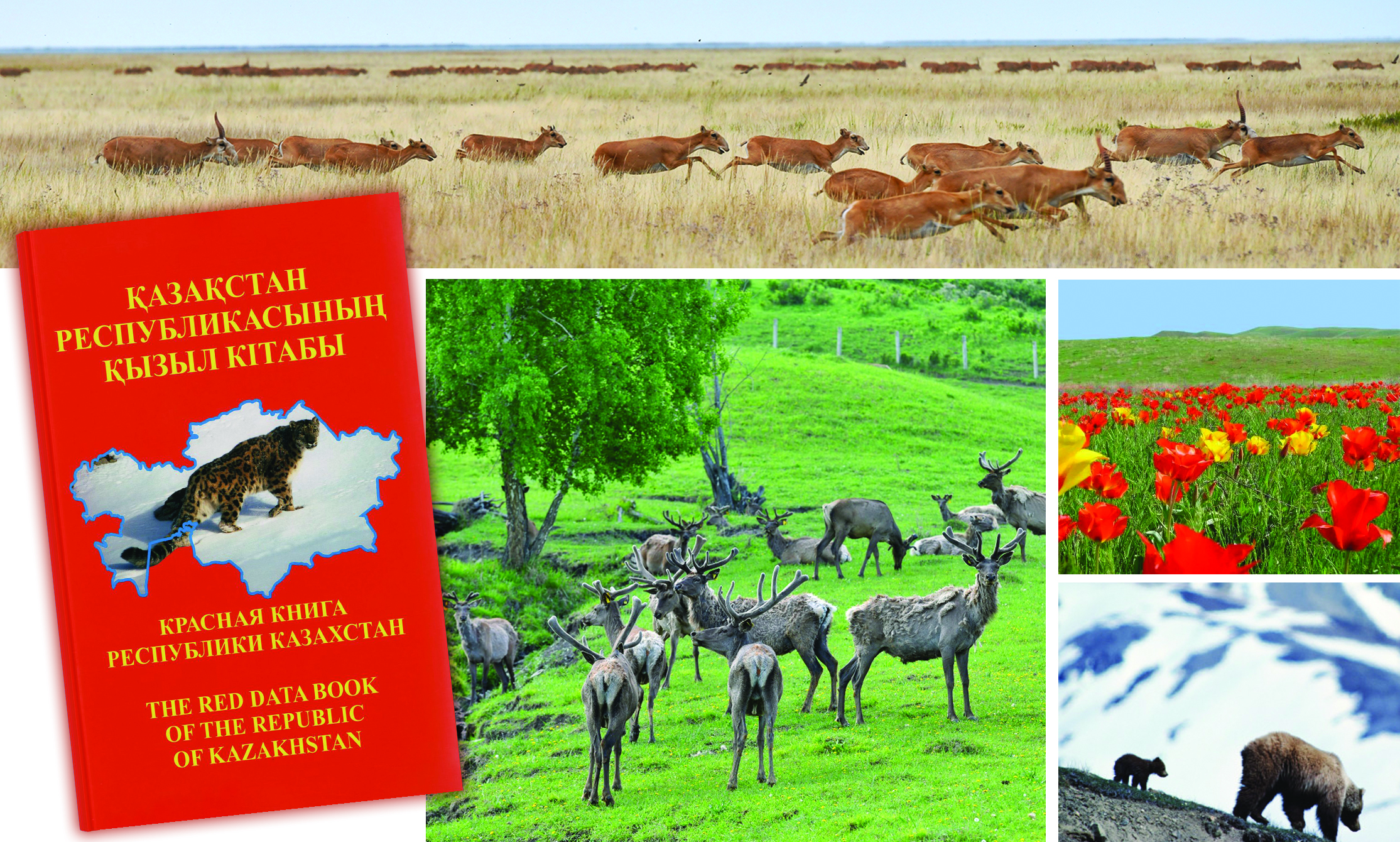 «Qyzyl kitap»: Jańa basylymnyń jańalyqtary