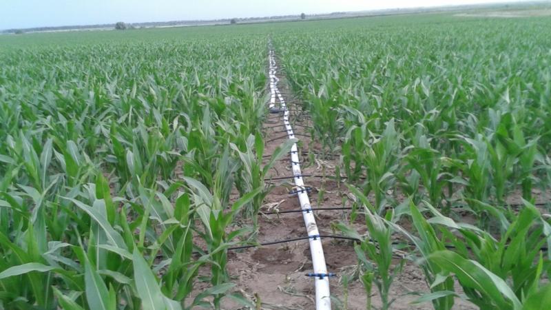 Sharýanyń sheshilmegen máselesi