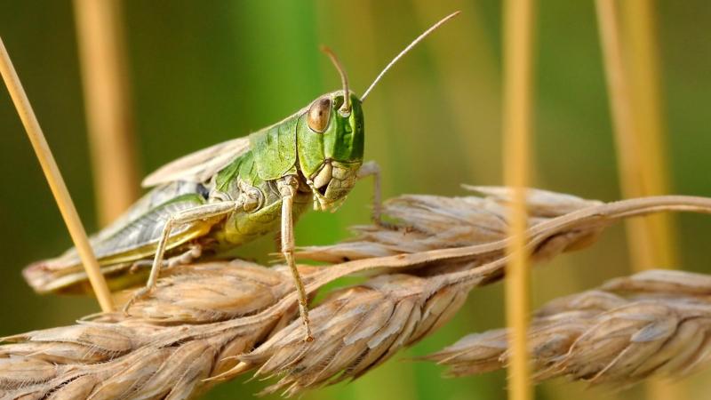 Úıirli shegirtke zııankesterimen kúresýge 3,8 mlrd teńge bólindi