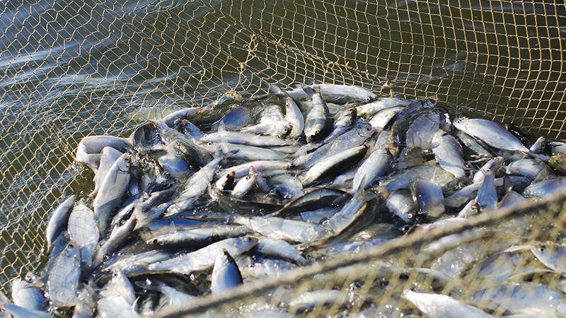 Elimizde «Ýyldyryq» naýqany bastaldy