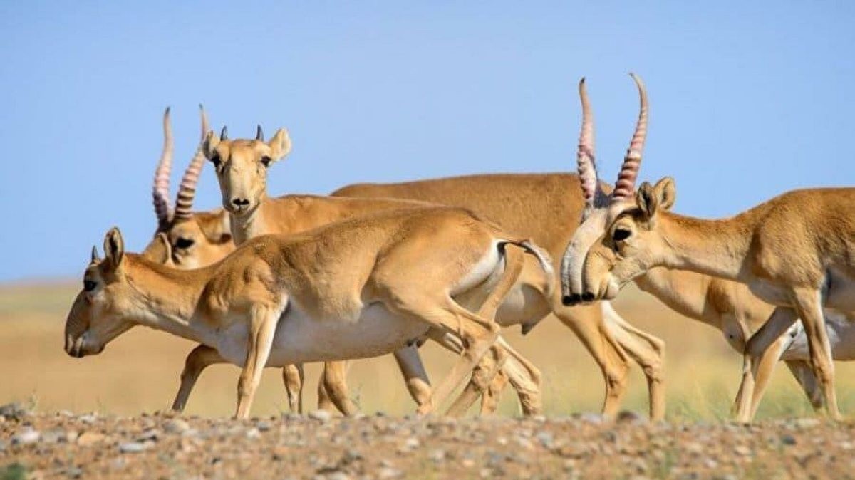 BQO-da kıikter qyrylyp jatyr