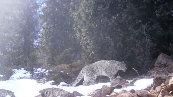 «Qyzyl kitapqa» engen qar barysy fototuzaqqa ilindi