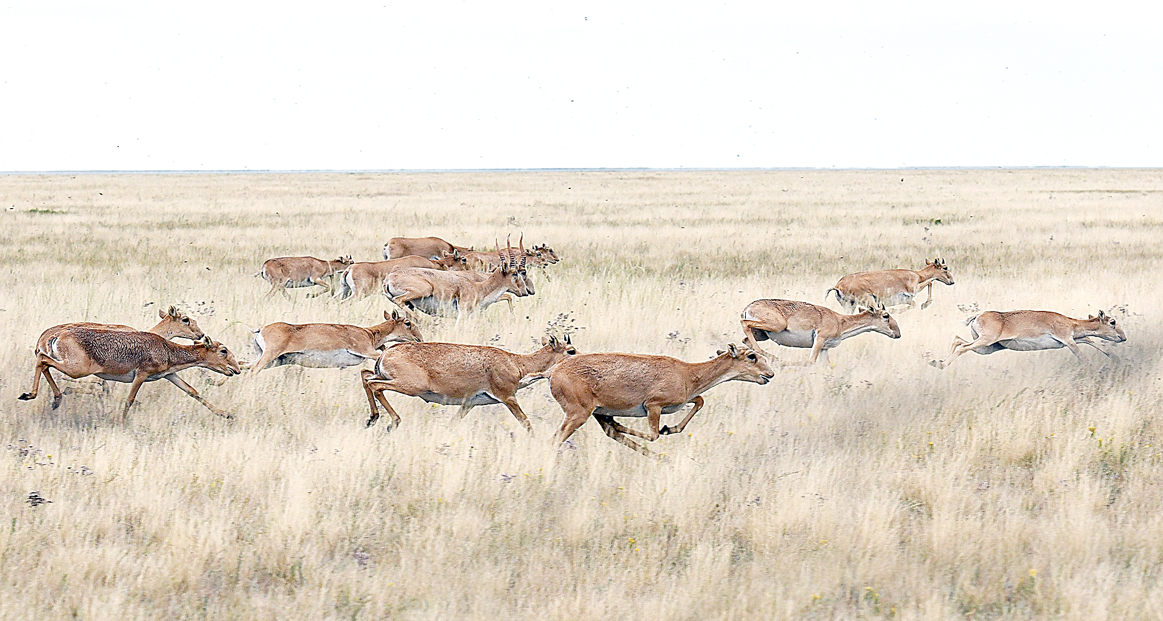 Jezkıik jóńkilgen jyl