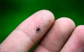 Keneden keler kesel kóp