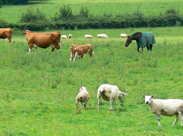 Baqpaǵanǵa mal bitpes