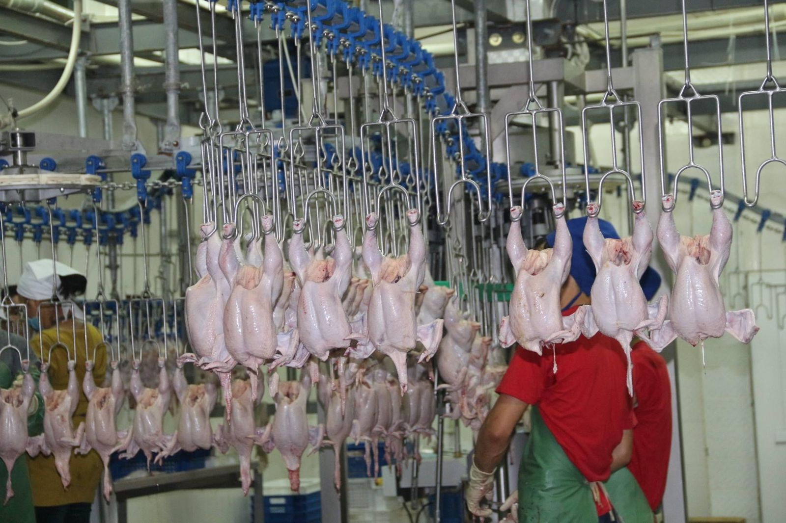 Qanaty qataıǵan qus fabrıkasy