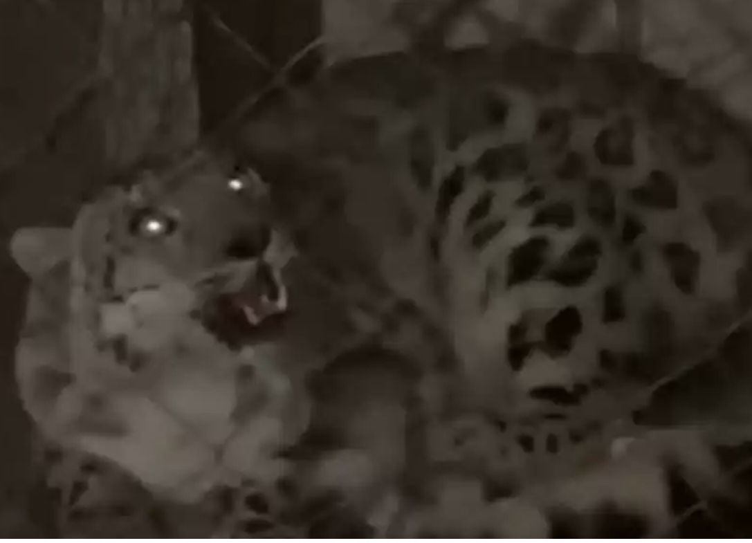 Almaty oblysynda tabylǵan qar barysy haıýanattar baǵyna tapsyryldy