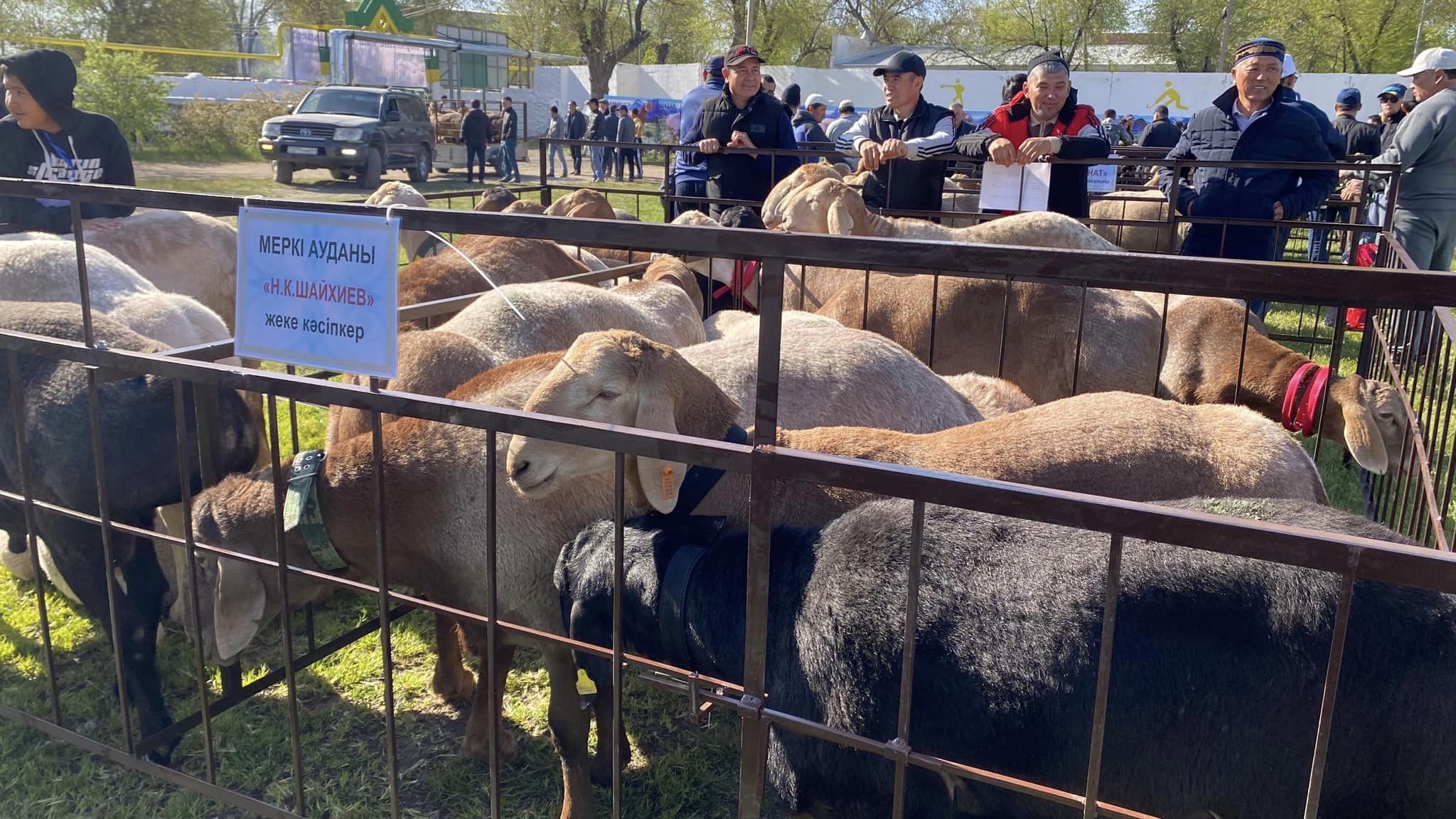 Shý aýdanynda asyl tuqymdy qoshqarlar kórmesi ótti