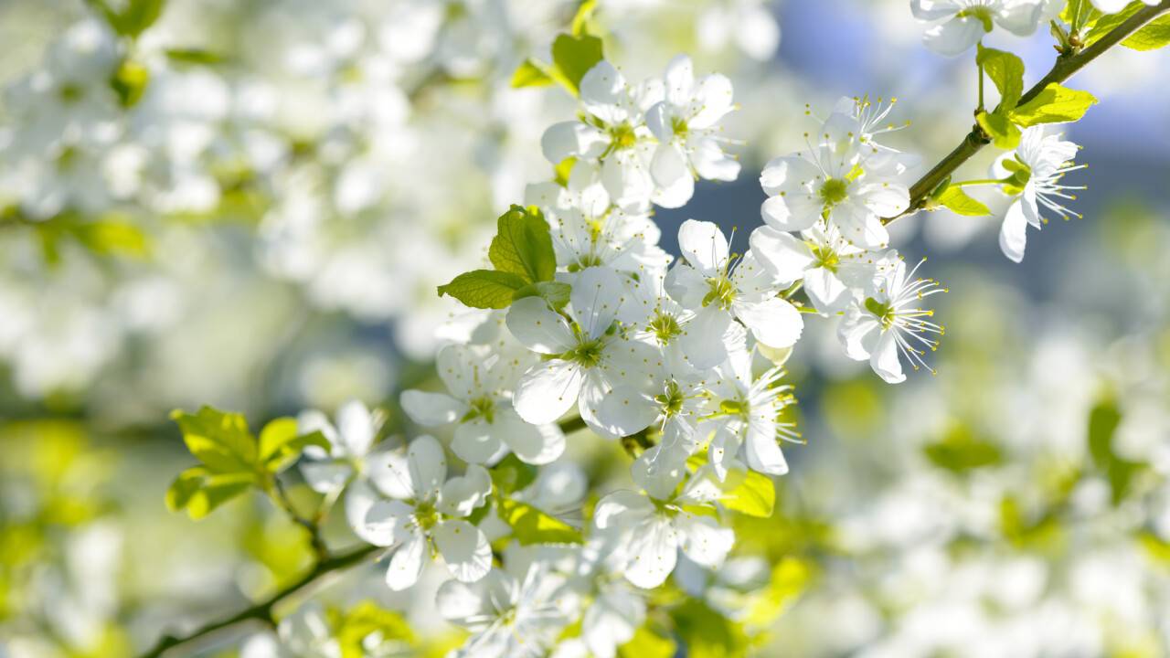 Elimizde 33 gradýsqa deıin kún ysıdy