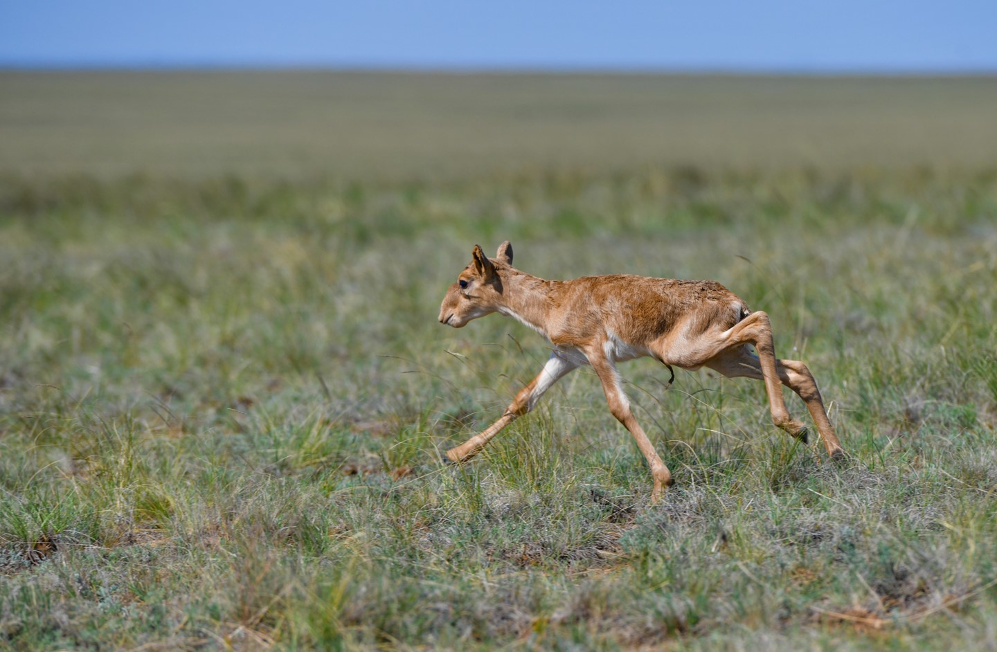 Kıikterdi qorǵaý aksııasy