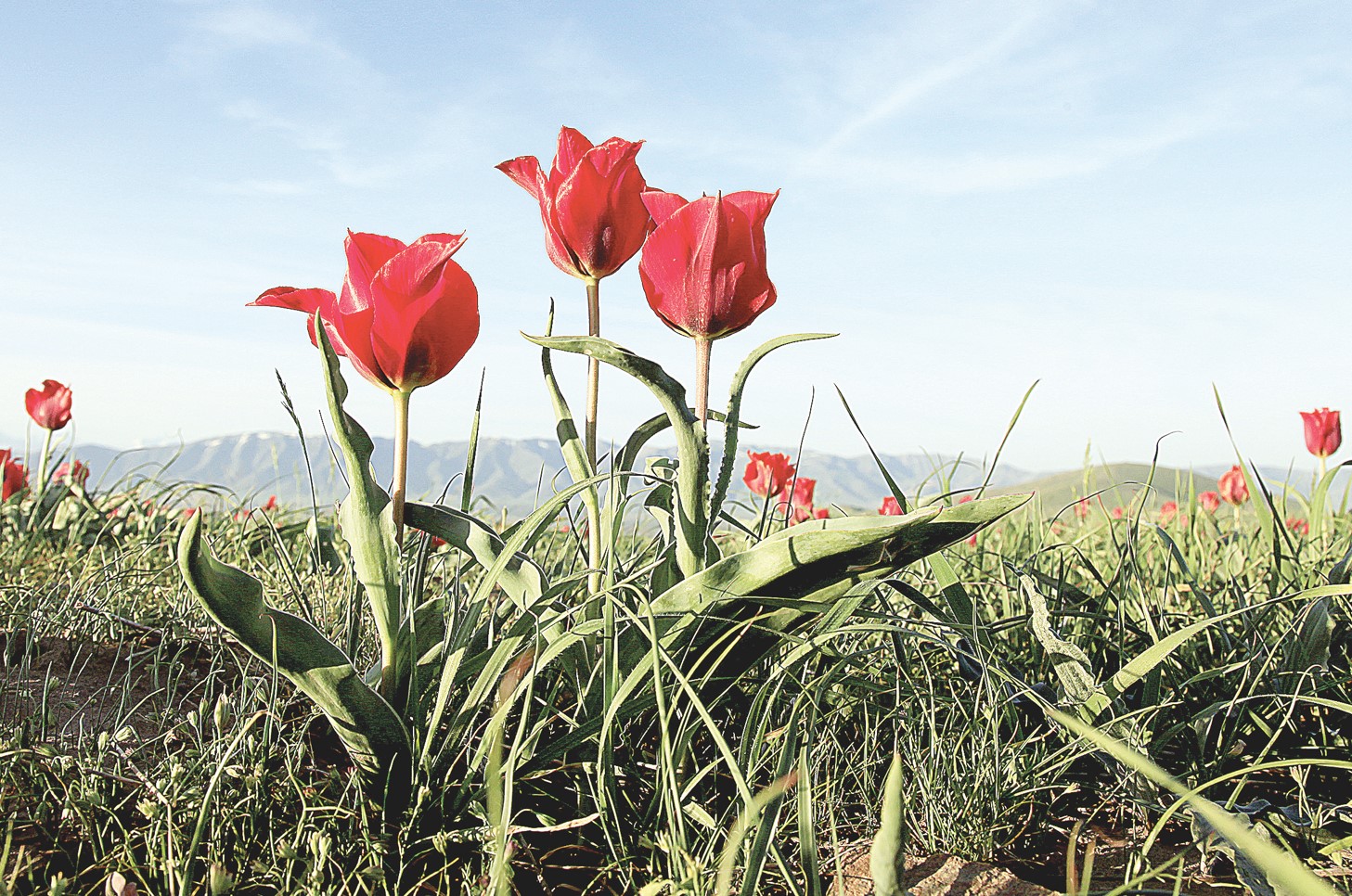 Qyzǵaldaqtyń ǵumyry