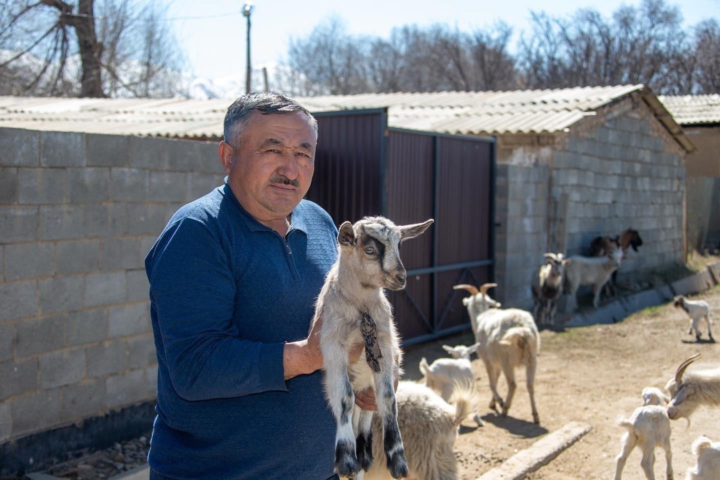 Qoı qozdap, qorada shý