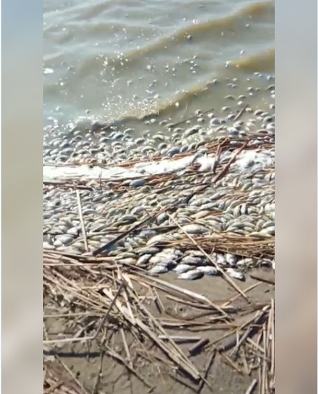 Balyqqa tóngen zaýal