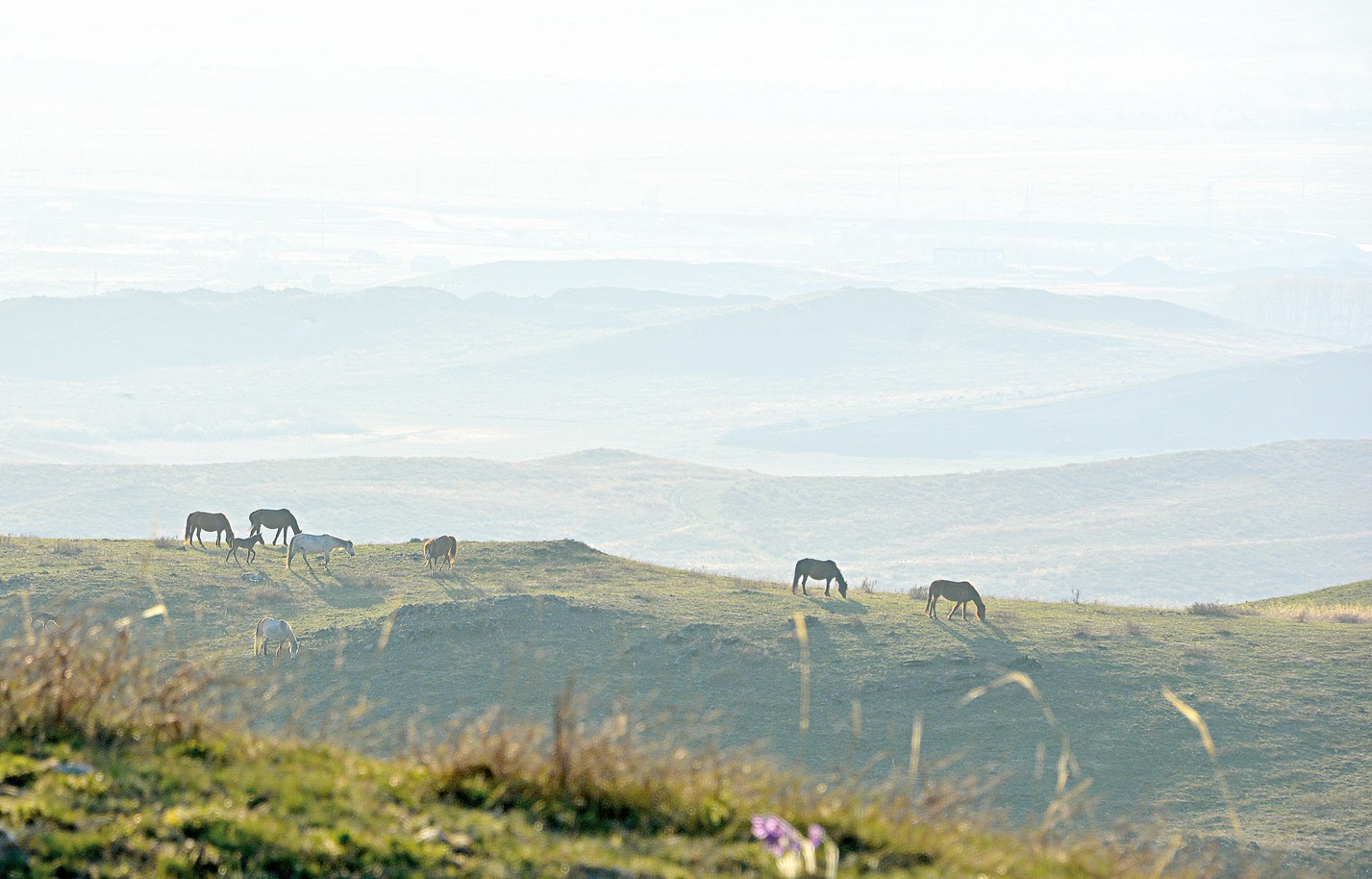 Jerdiń shyn ıesi – sharýa