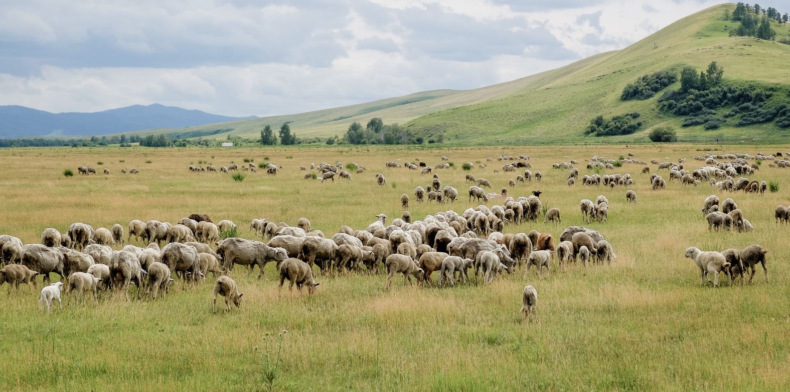 Malsaq qaýymǵa nege shyr bitpeıdi?