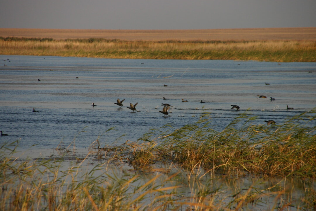 «Yrǵyz-Torǵaı» rezervaty – sırek ań-qus saqtaıtyn meken