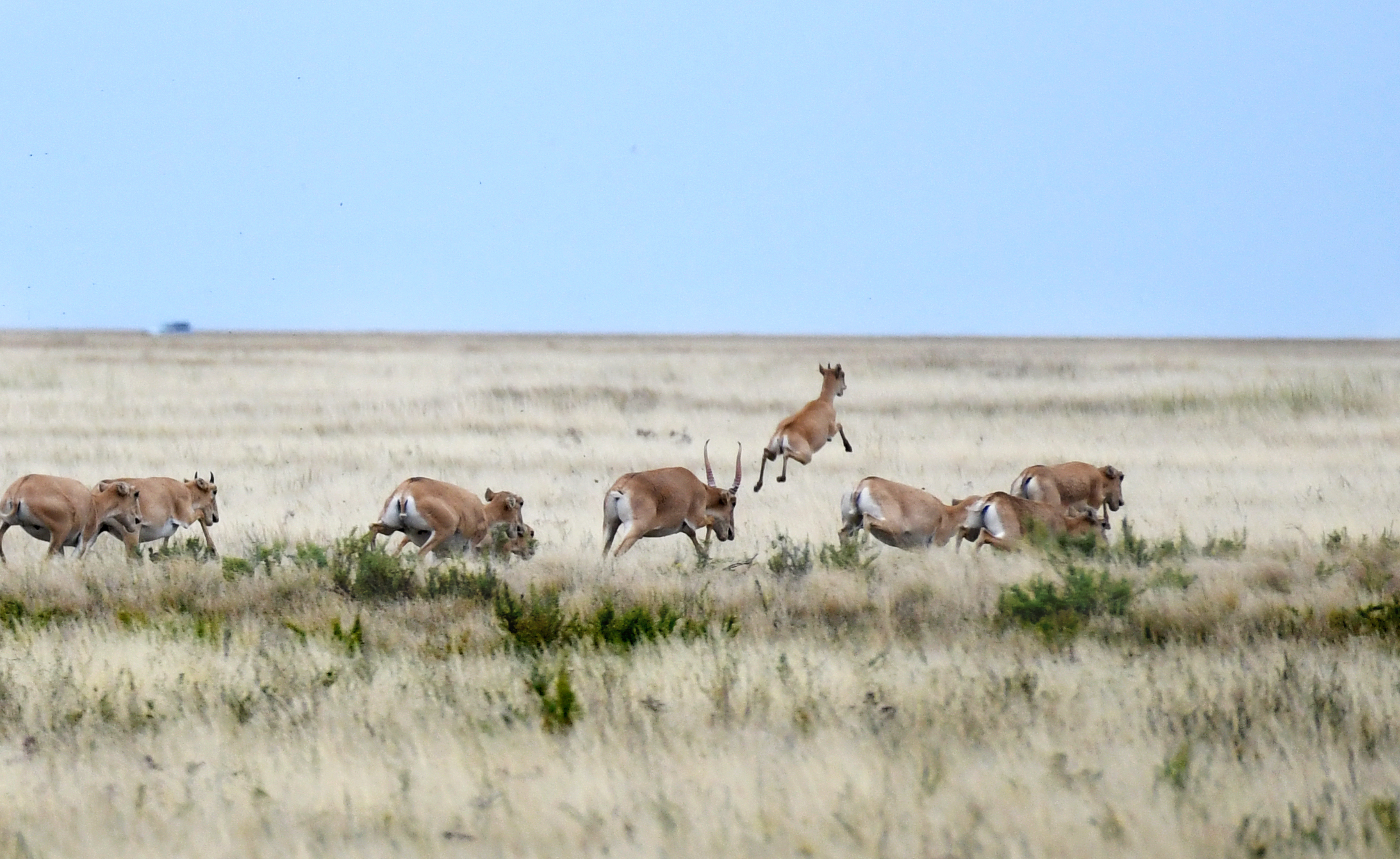 Or qazý opyq jegizedi