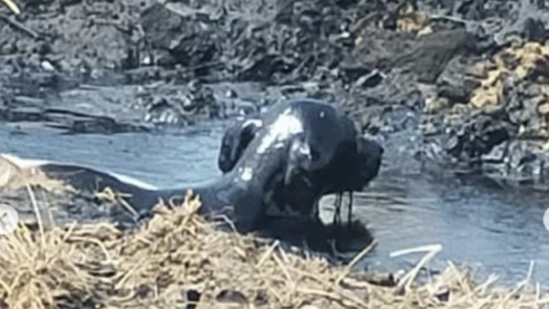 Bıtýmge bókken aýyl