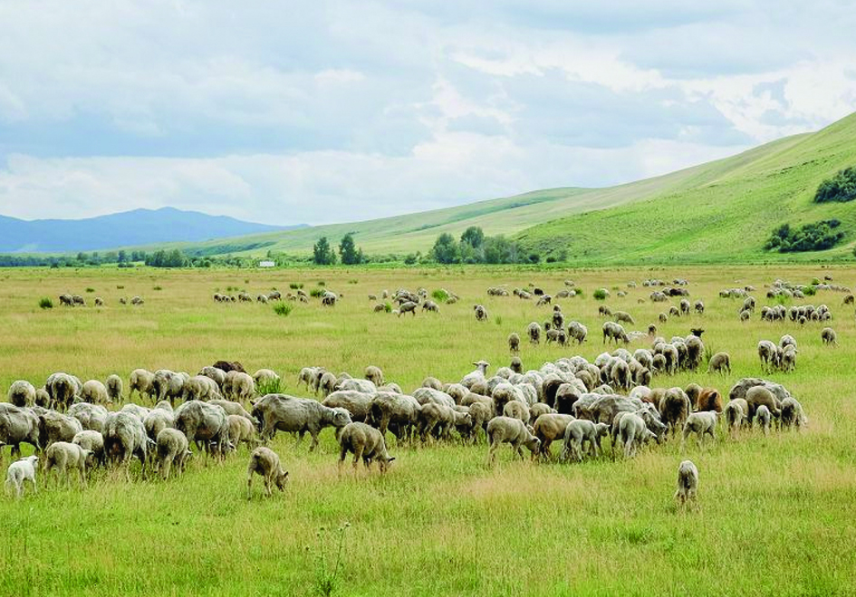 Jaıylym jetispeýshiligi mal basynyń kóbeıýine kedergi