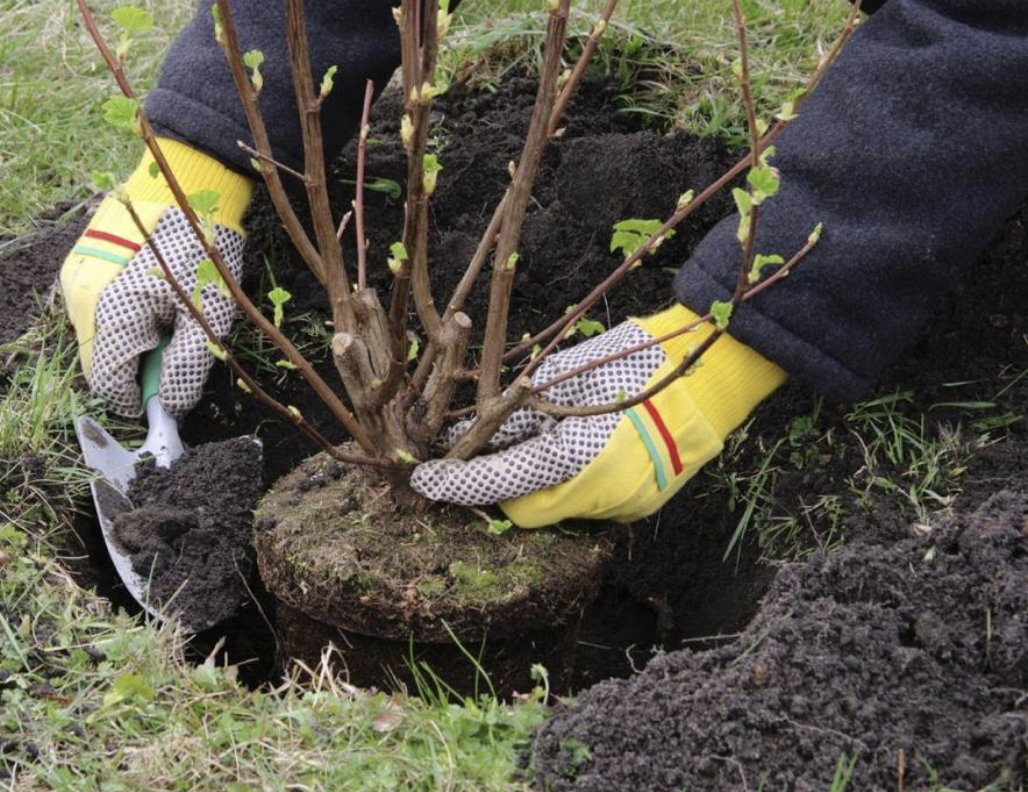 Shyǵys Qazaqstan oblysynda 8 mıllıon aǵash otyrǵyzylady