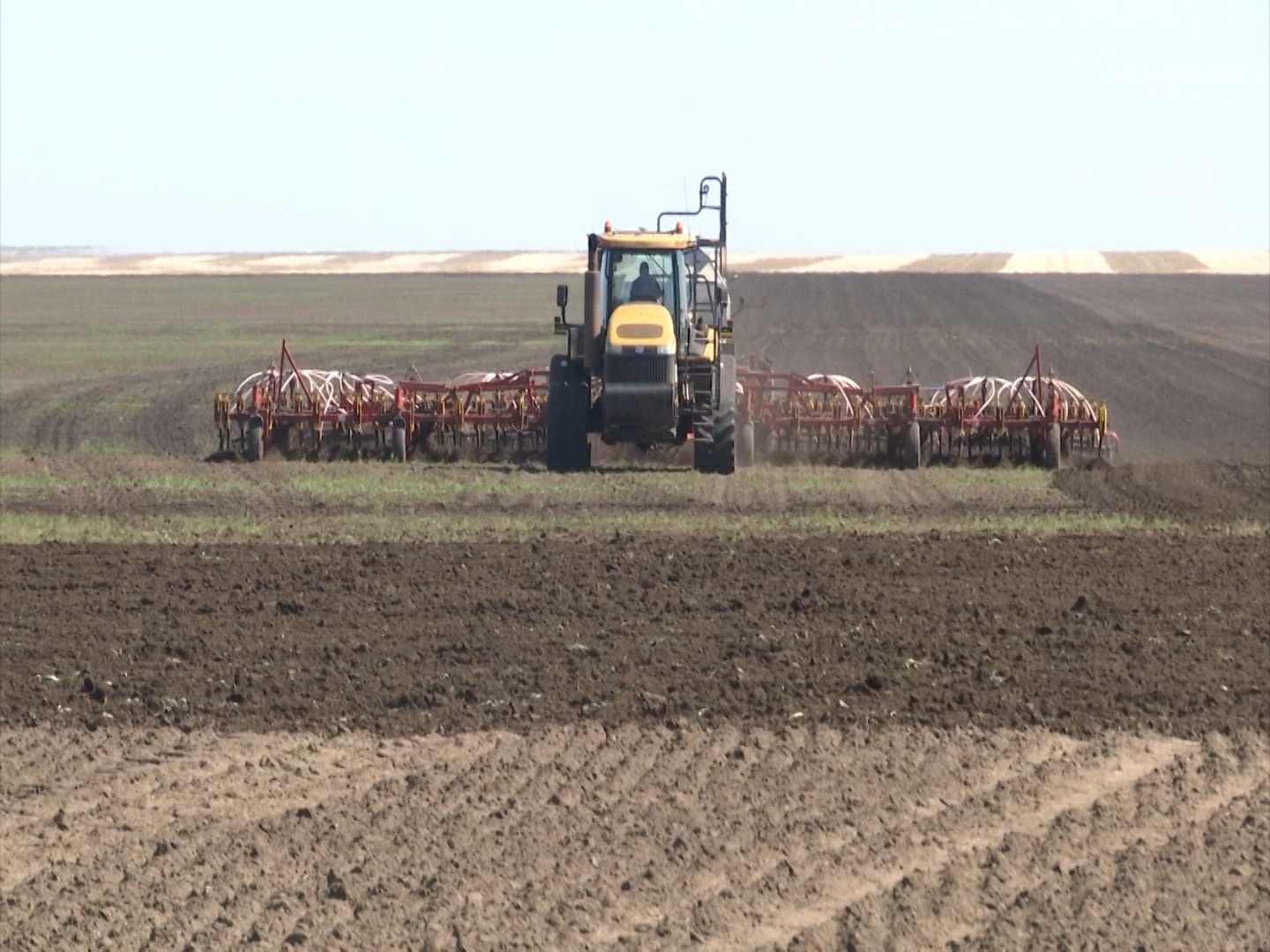 Tanapta tirshilik qyzǵan shaq