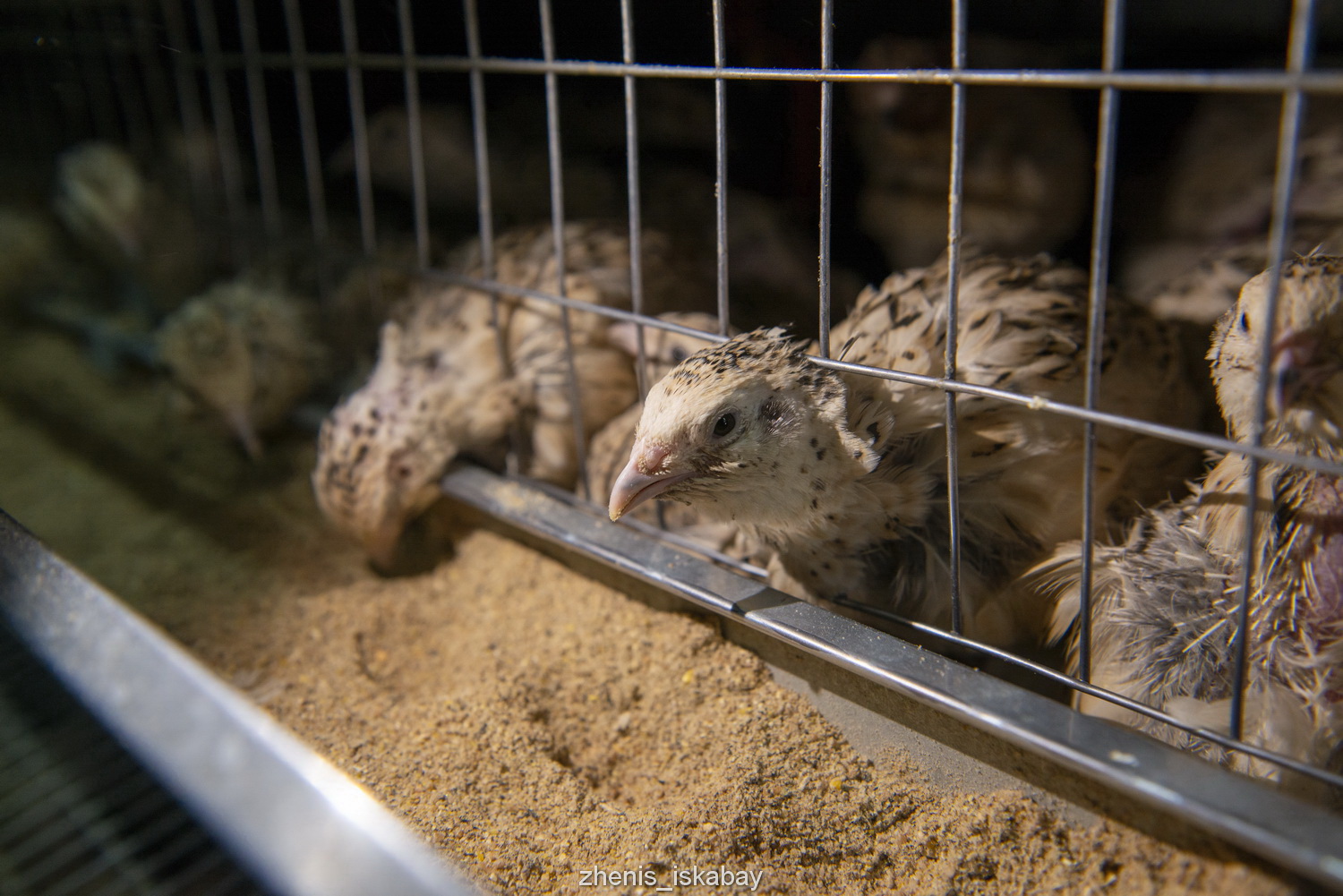 Bódene ósirý – berekeli bıznes