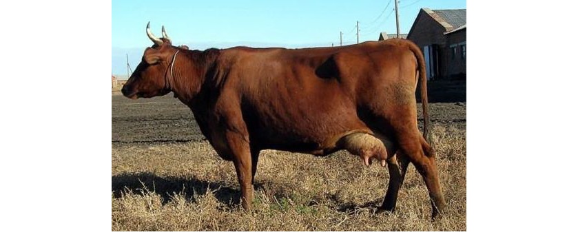 Qutqarǵan – qyzyl sıyr