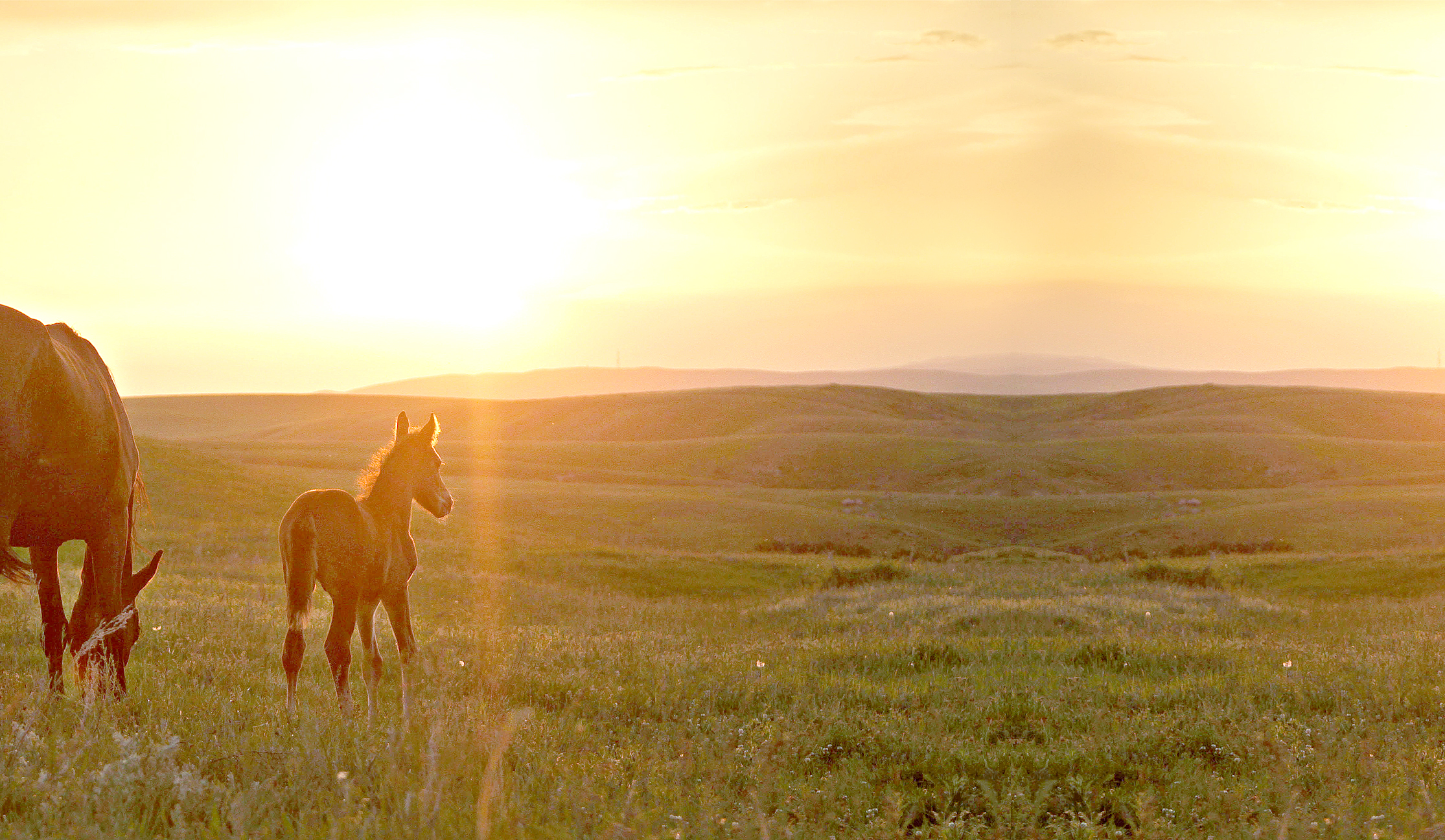 Qara jerge halyq ıe