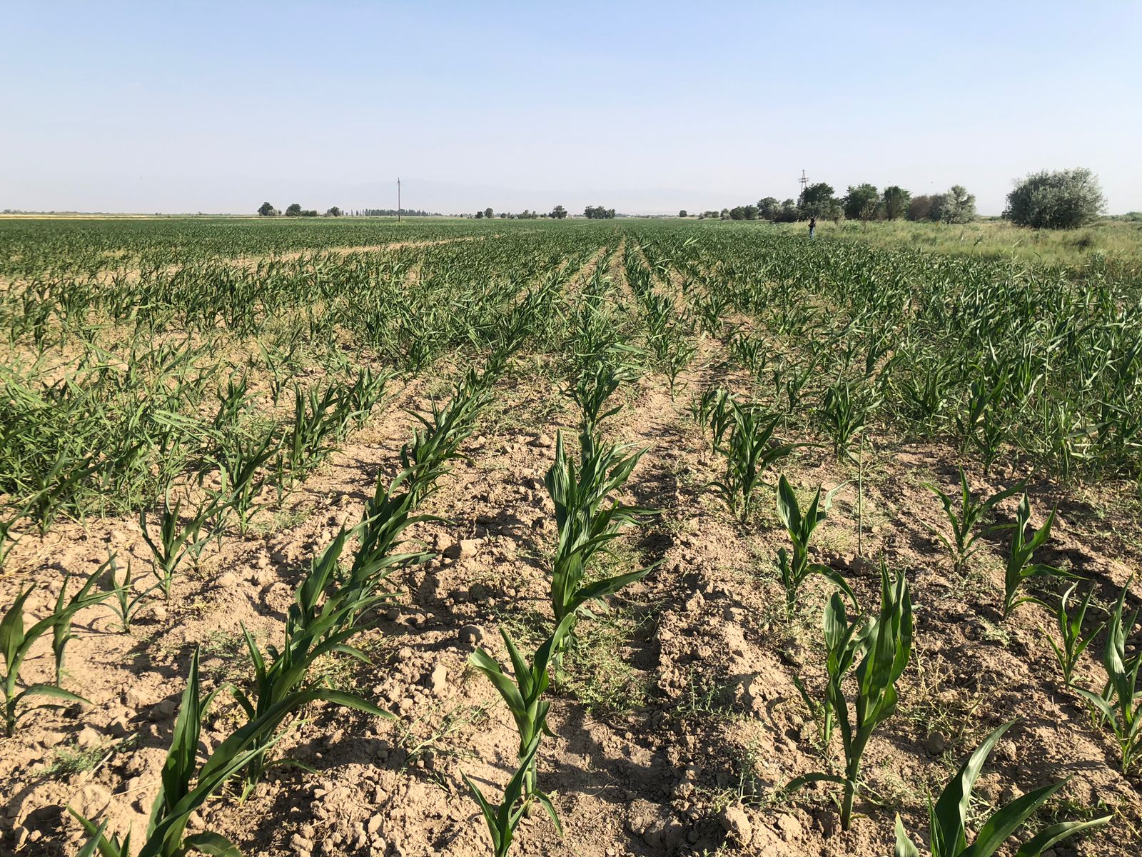 Sharýanyń kúni qyrǵyz kórshige qarap tur