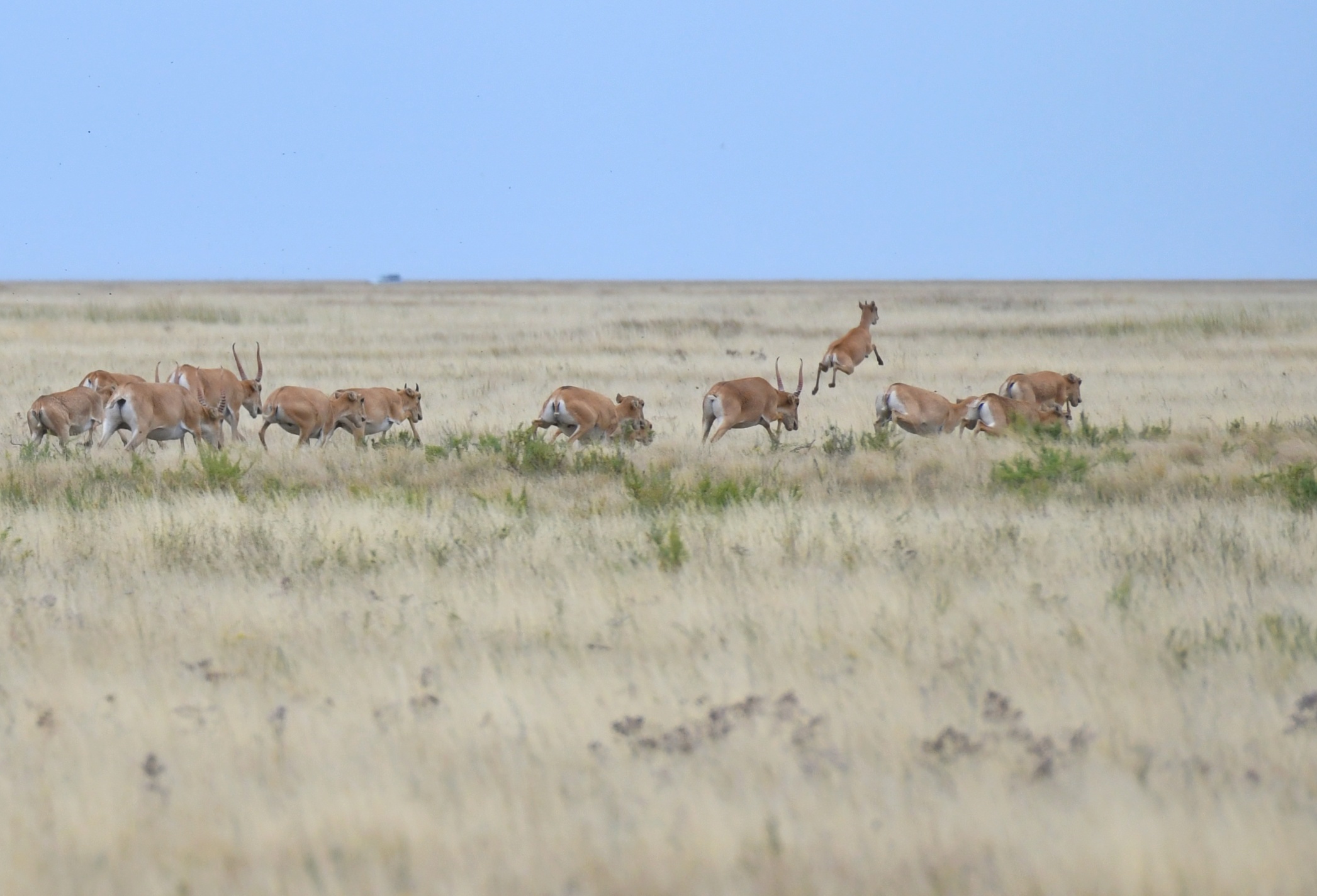 Kıik egindi jaıpap jatyr
