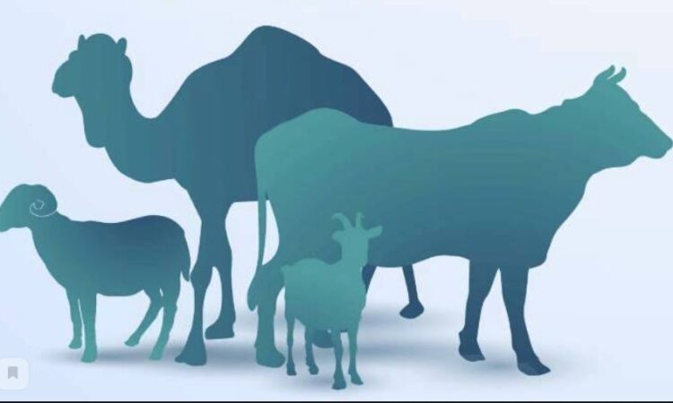 Qaryz alyp qurbandyq shalsa bola ma?