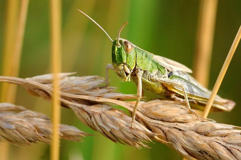 Úıirli shegirtke egistikti otap jatyr