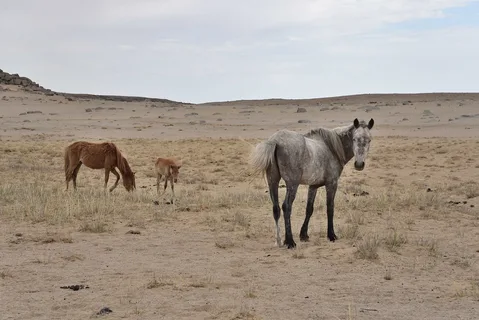 Qýańshylyq mal sharýashylyǵynyń qutyn qashyrdy