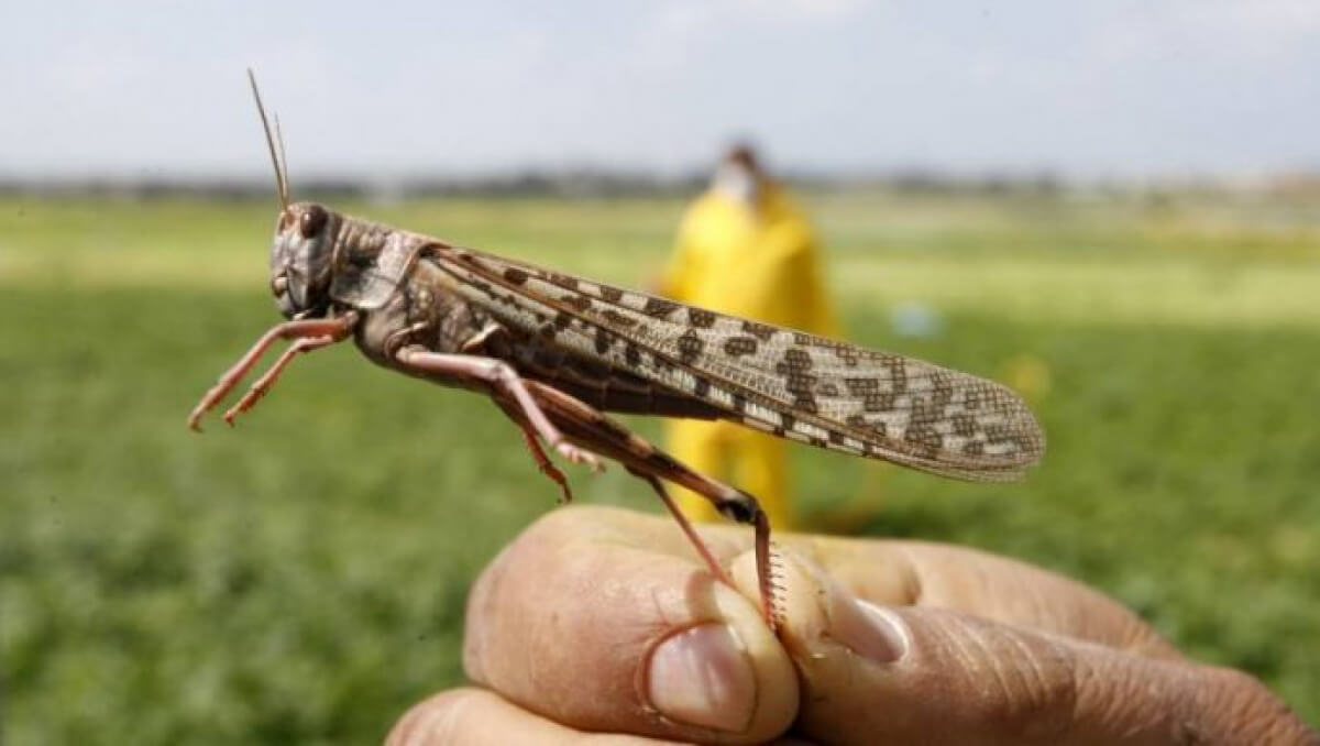 Shegirtkemen kúres shıraı tústi