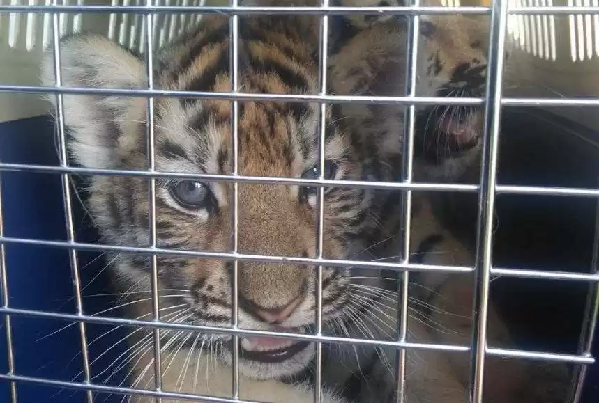 Qazaqstanǵa Reseıden jolbarystyń kúshikterin zańsyz ákelmek bolǵan