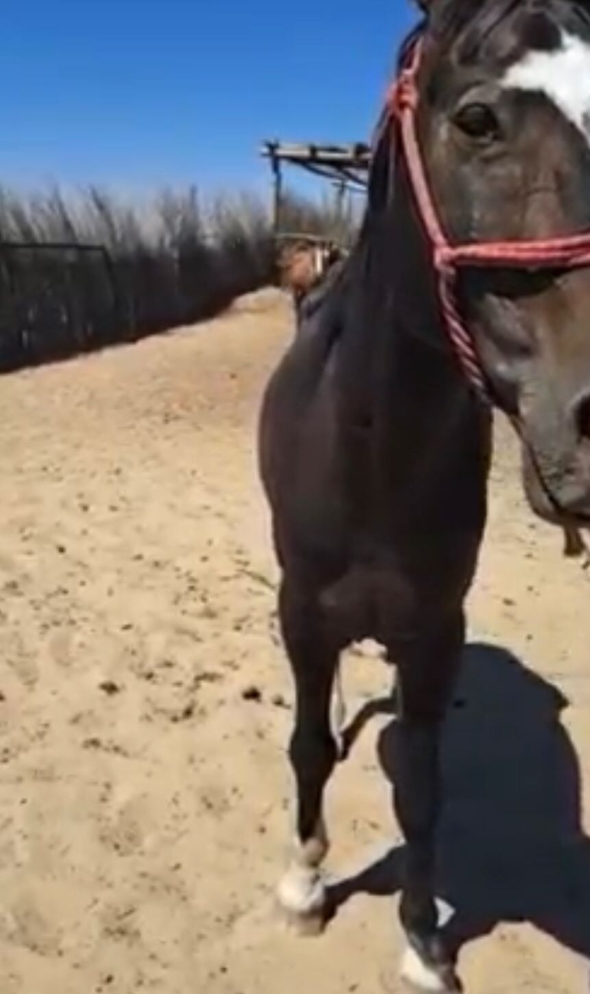 «Obal-aı!» Ústin kene basqan jylqynyń vıdeosy qyzý talqylanyp jatyr