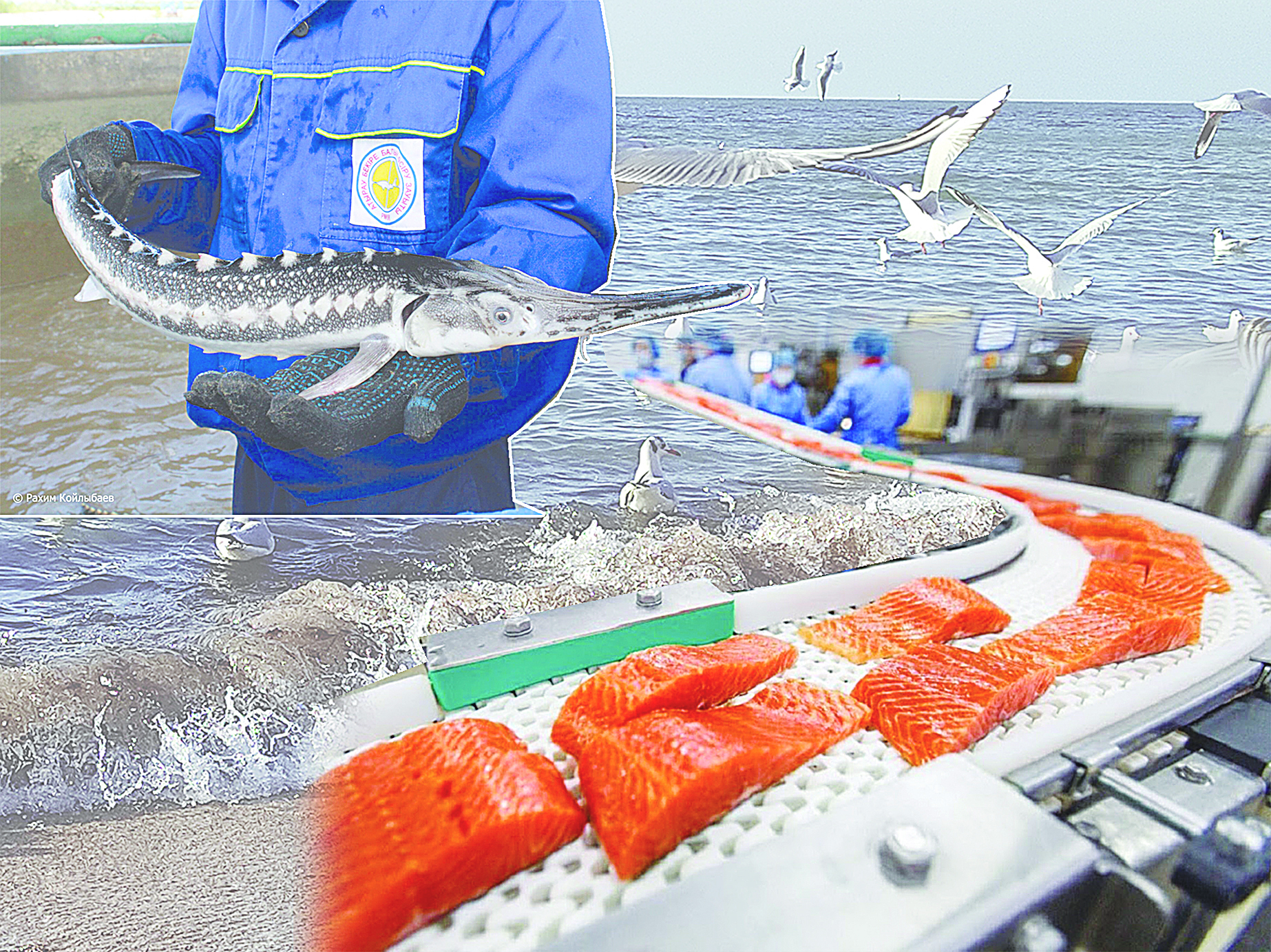 Balyq ta baılyq bilgenge