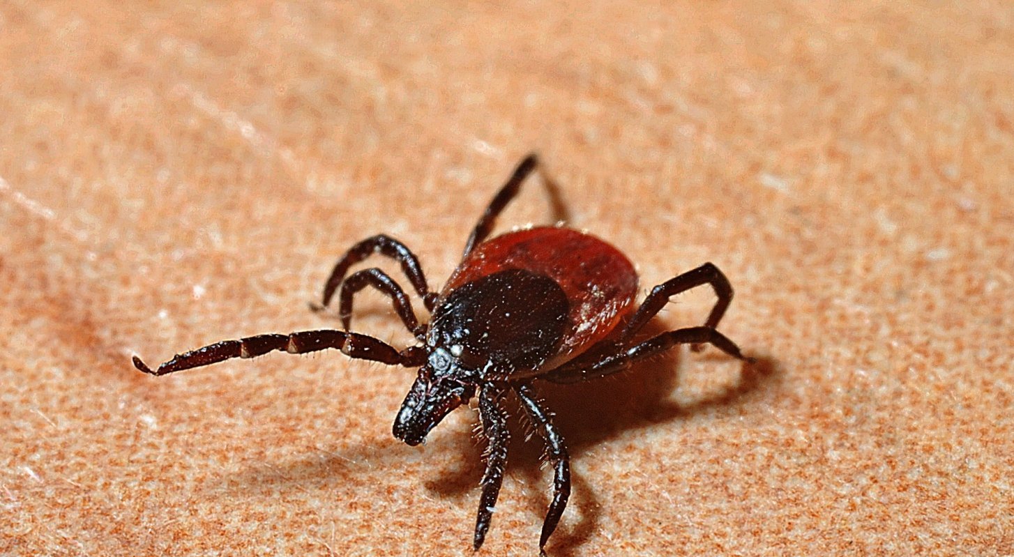 Kene qaptaǵan aýyldar kimnen kómek suraıdy?