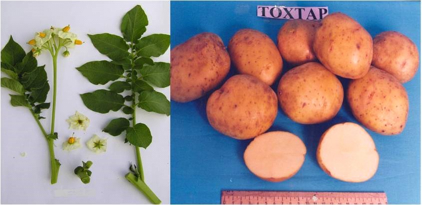 «Toqtar» kartoby – seleksııalyq jetistik