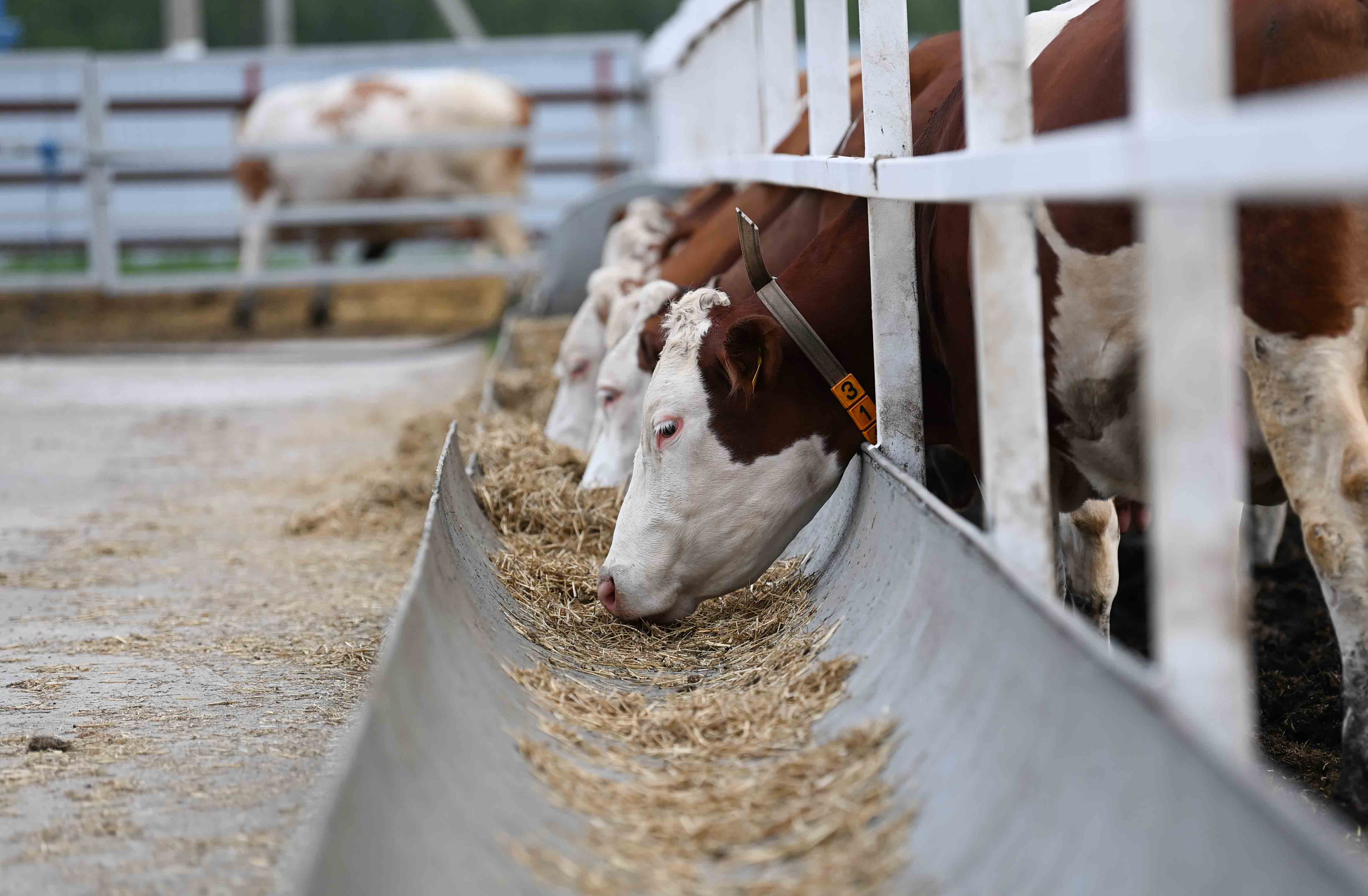 Asyl túlik neden qyryldy?