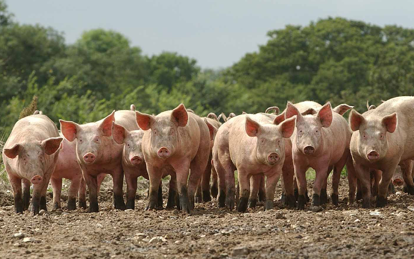 Tatarstanda shoshqa obasyn juqtyrý jaǵdaıy tirkeldi