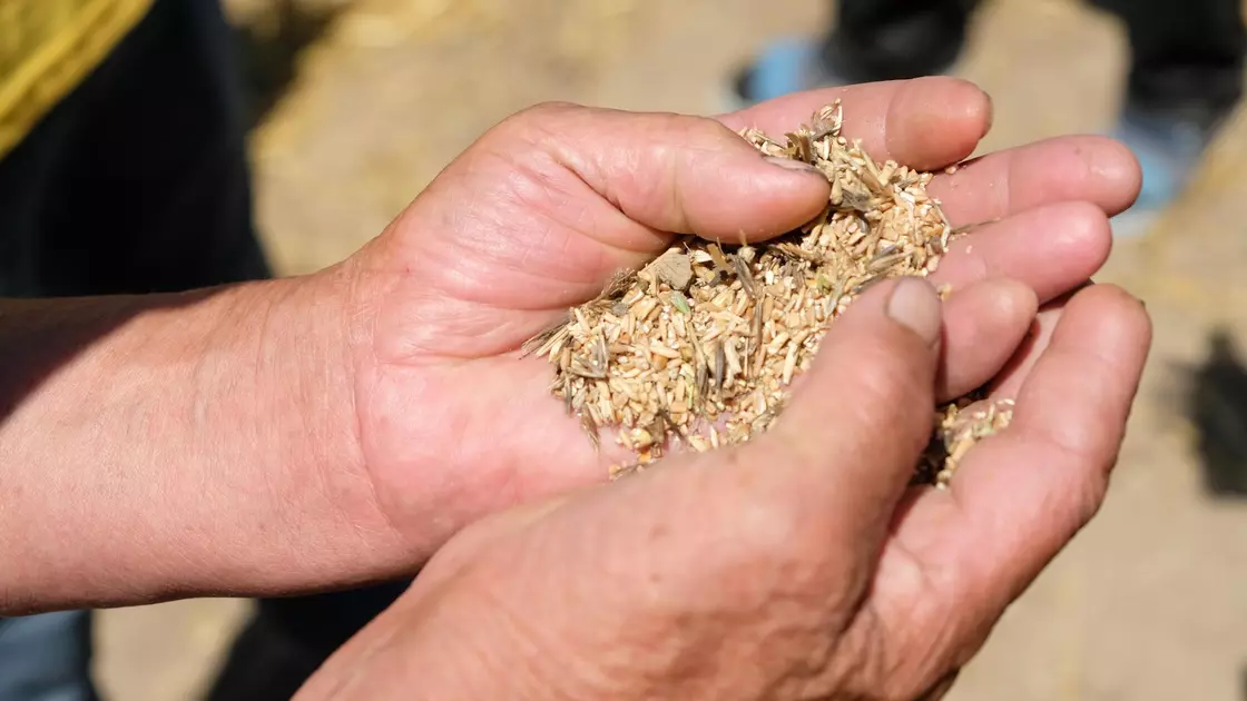 Reseı Federasııasy astyq mámilesin toqtatty