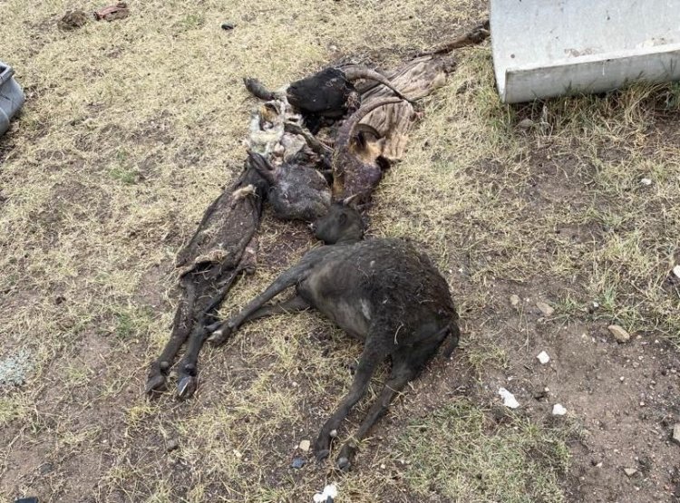 О́rtengen maldy kim óteıdi?