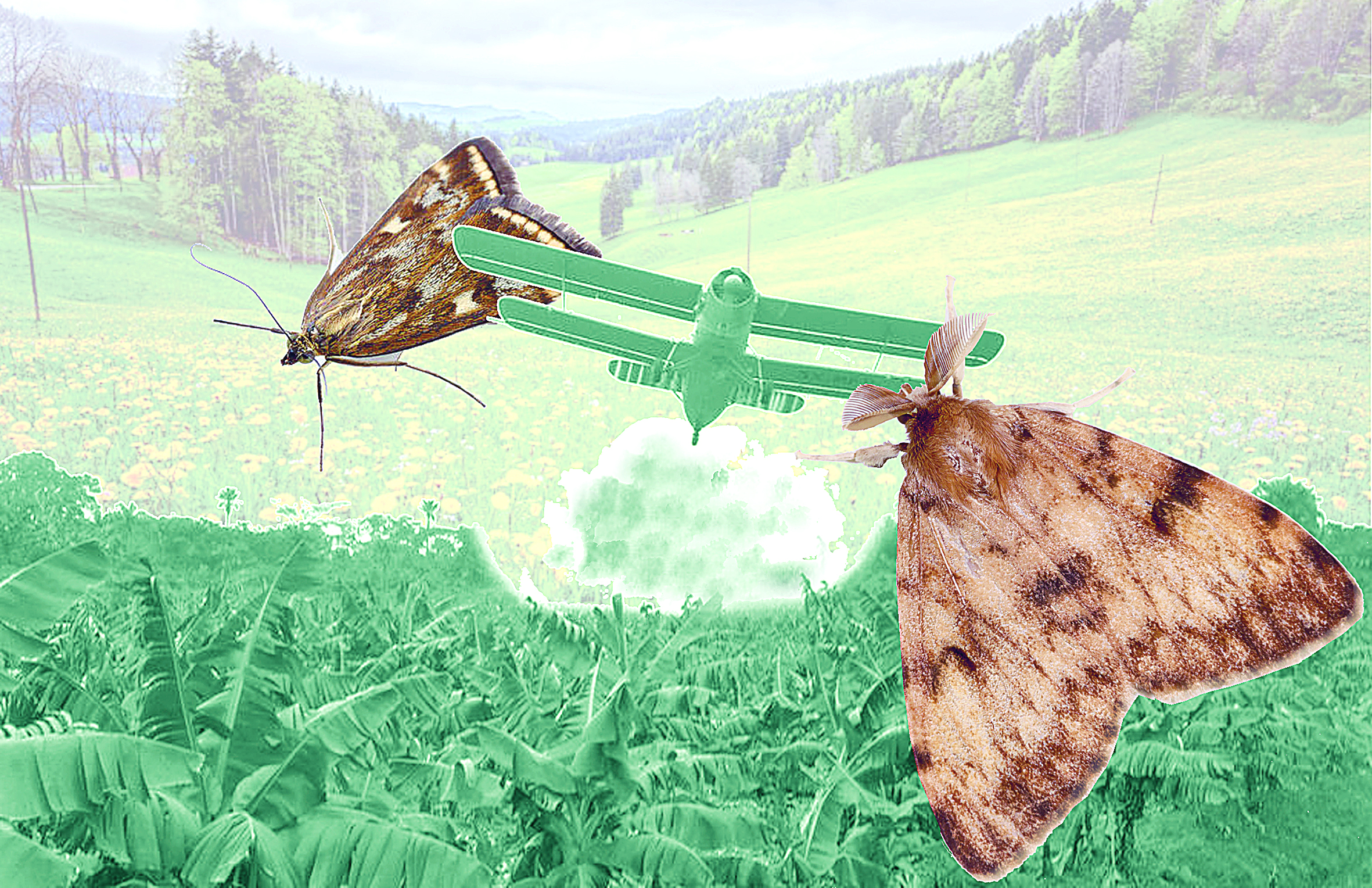 Orman-toǵaıdy jalmaǵan kóbelekter