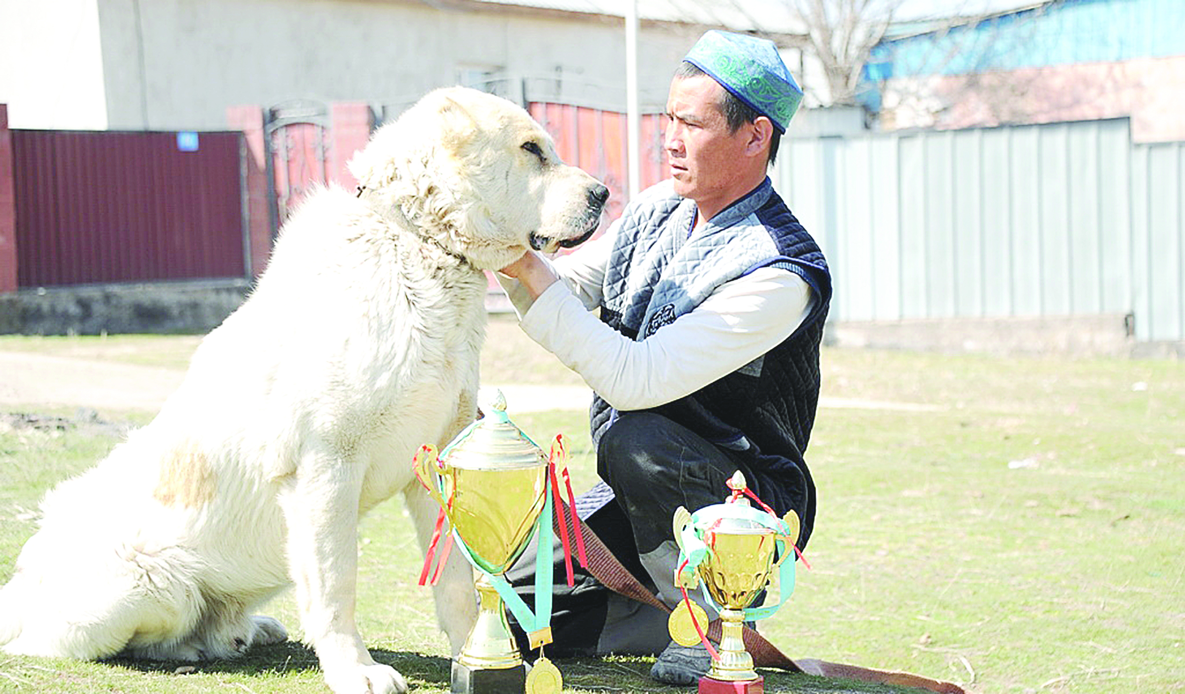 Qazaqy tóbettiń qalyby bólek
