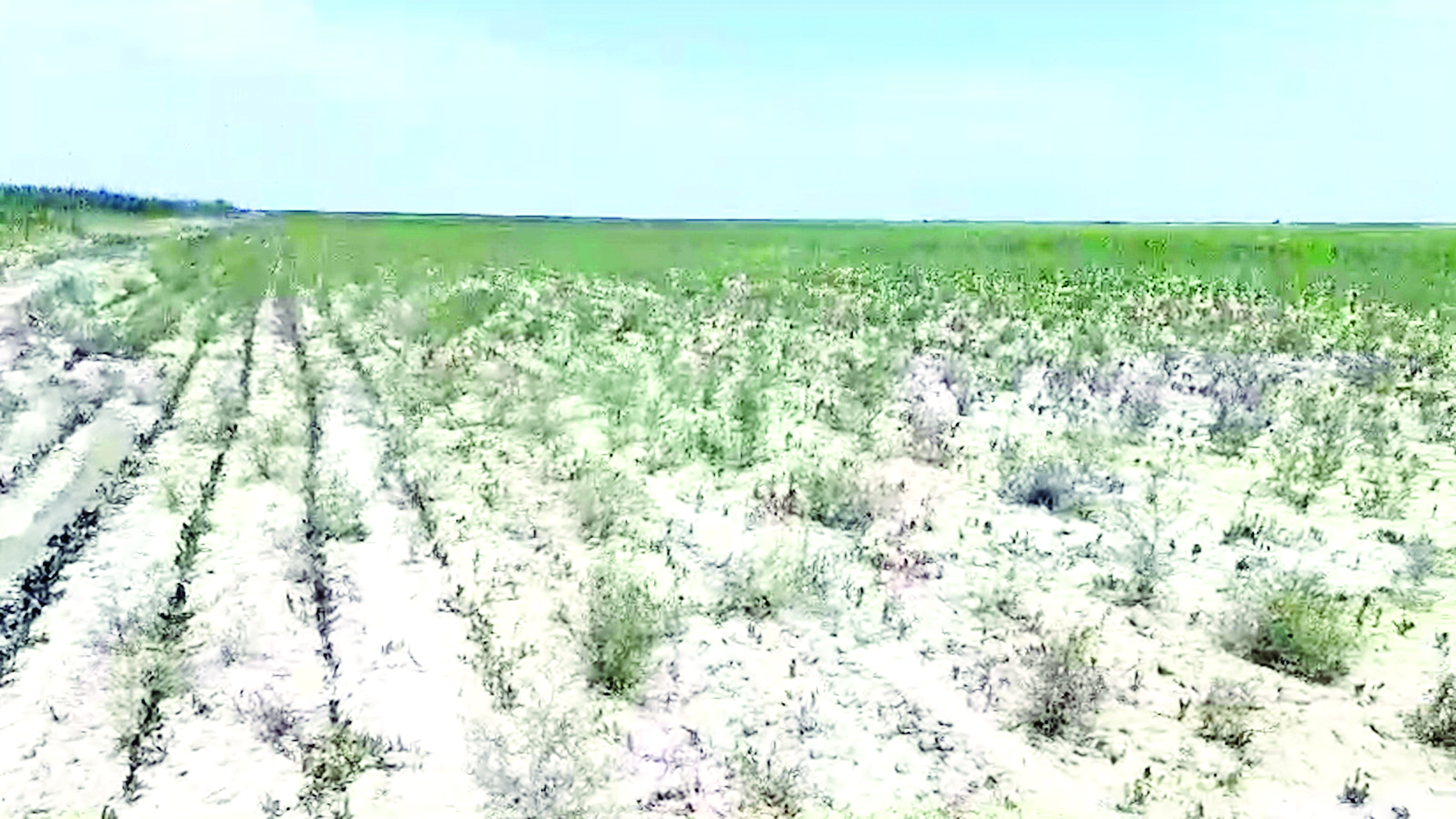 Kúıgen alqap, kúıingen sharýa