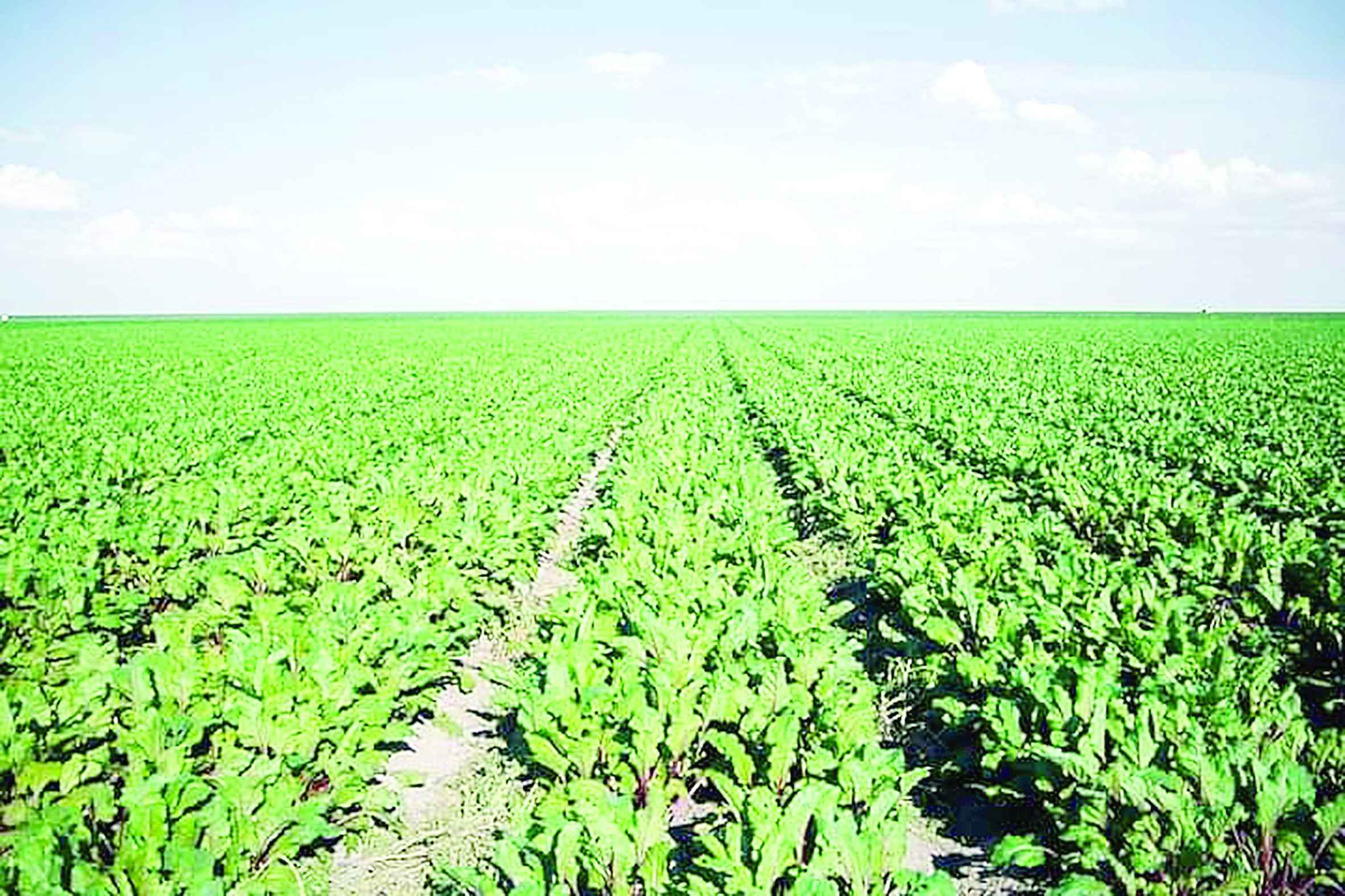 Tamshylatyp sýarýdyń paıdasy