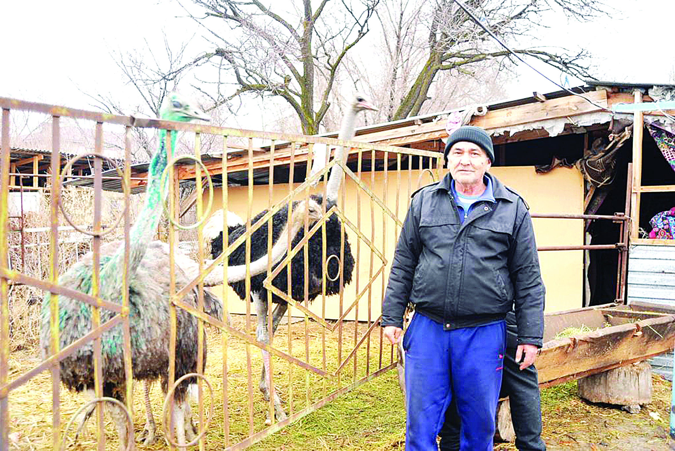 Túıequs ósirip, tabys tapqan