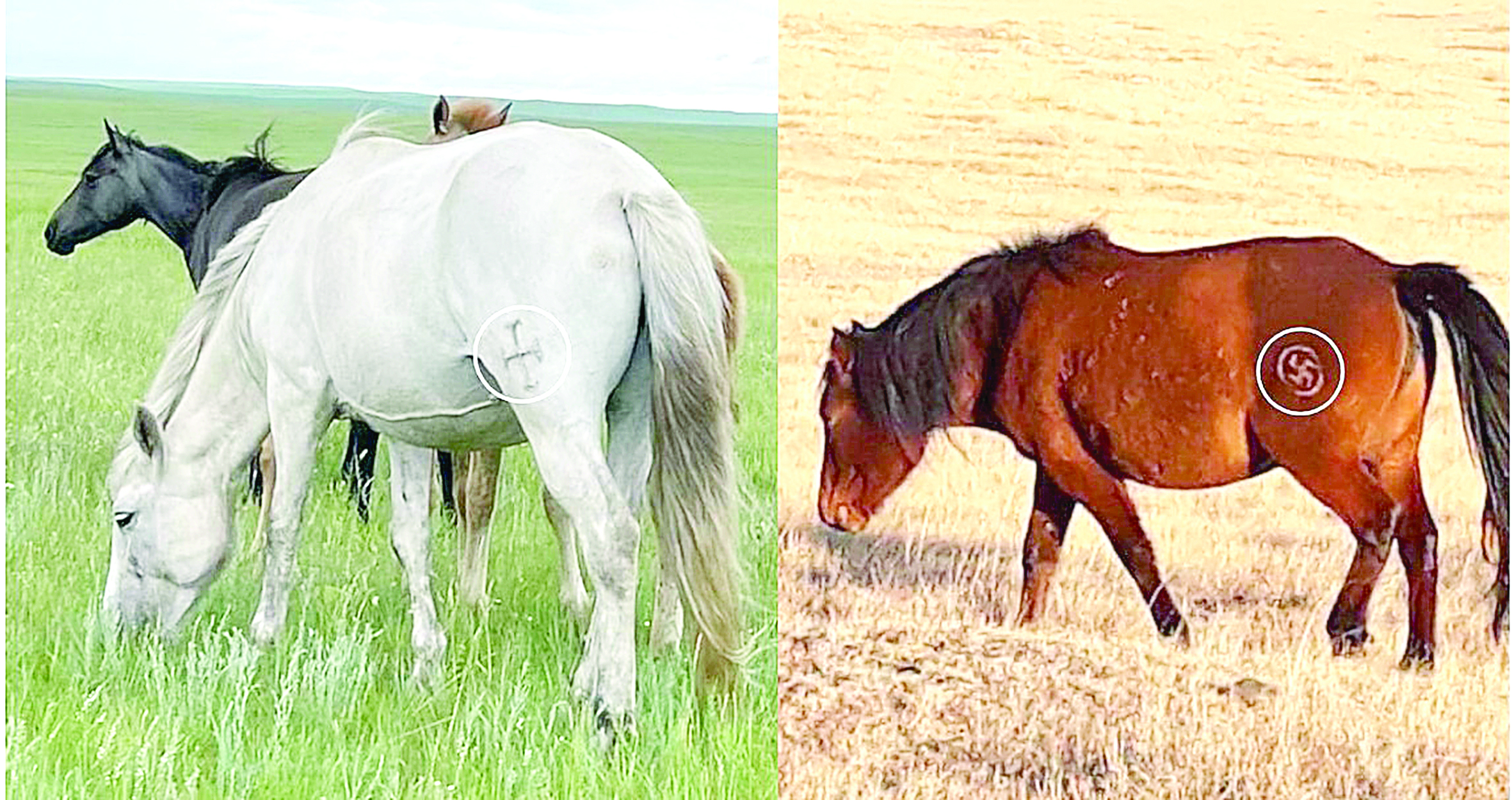 Qas tańbaly jylqylar