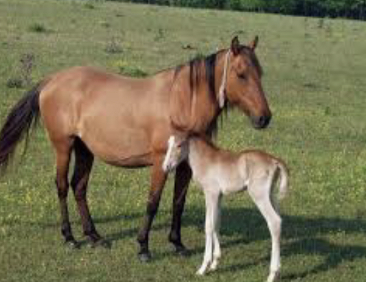 Batysqazaqstandyq sharýa ózgeniń jylqylaryn atyp tastaǵan